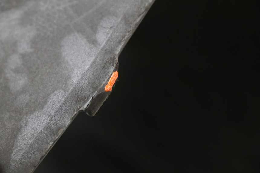 photo de CARENA SOTTO SELLA KYMCO AGILITY CARRY 50 (2011 - 2020) - Dettagli dei punti di fissaggio