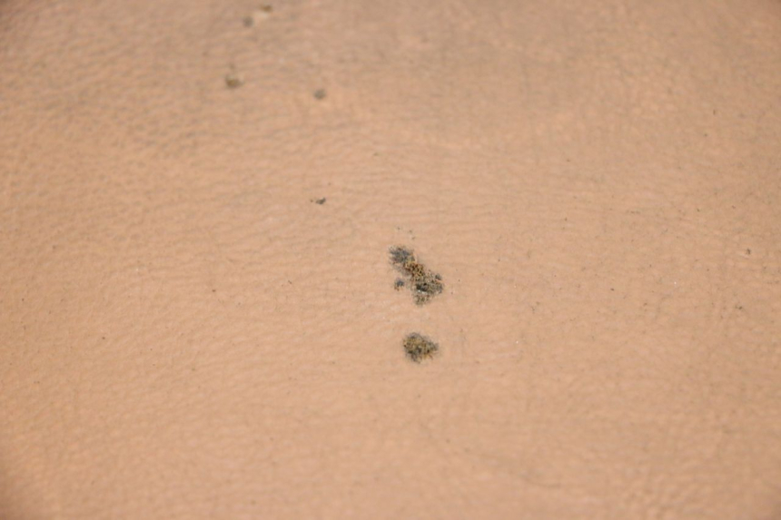 photo de SELLA SEGWAY NINEBOT E125S 1 (2022 - 2026) - Vista principale