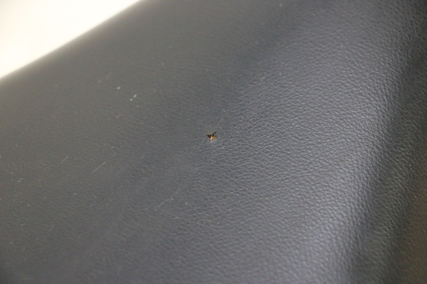 photo de SELLA PEUGEOT LUDIX SNAKE 2T 50 (2004 - 2014) - Primo piano tecnico