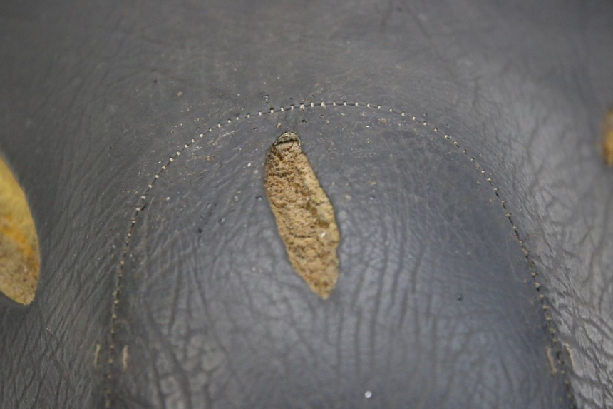 photo de SELLE APRILIA SCARABEO 100 (2003 - 2012) - Caratteristiche distintive