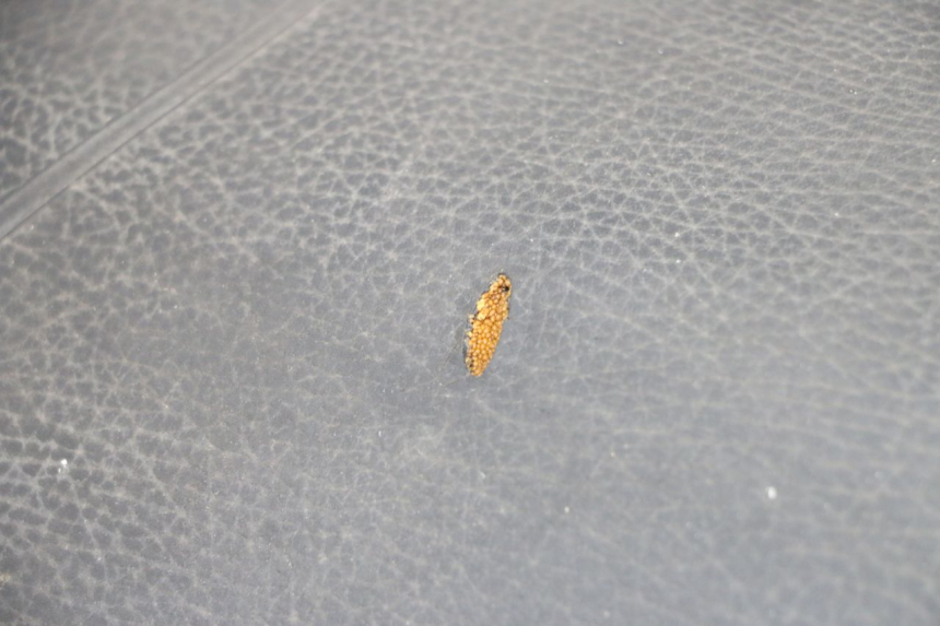 photo de SELLE PIAGGIO TYPHOON 80 (1994 - 1997) - Zoom sullo stato d'uso